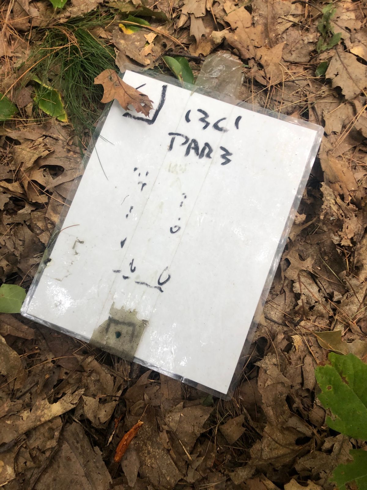 I found this on the ground under some leaves...