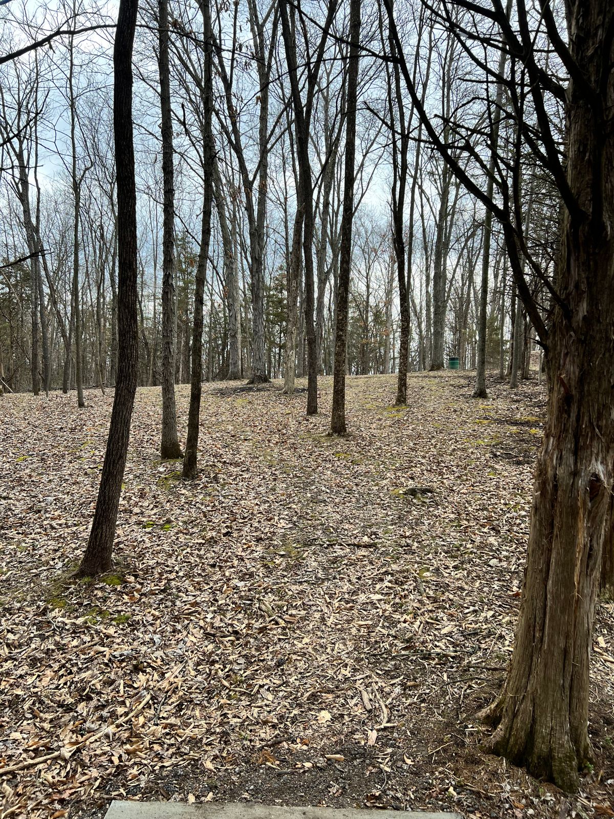 O13b blind tee shot. Must miss early trees. Pin is in front of cedar seen in the picture.