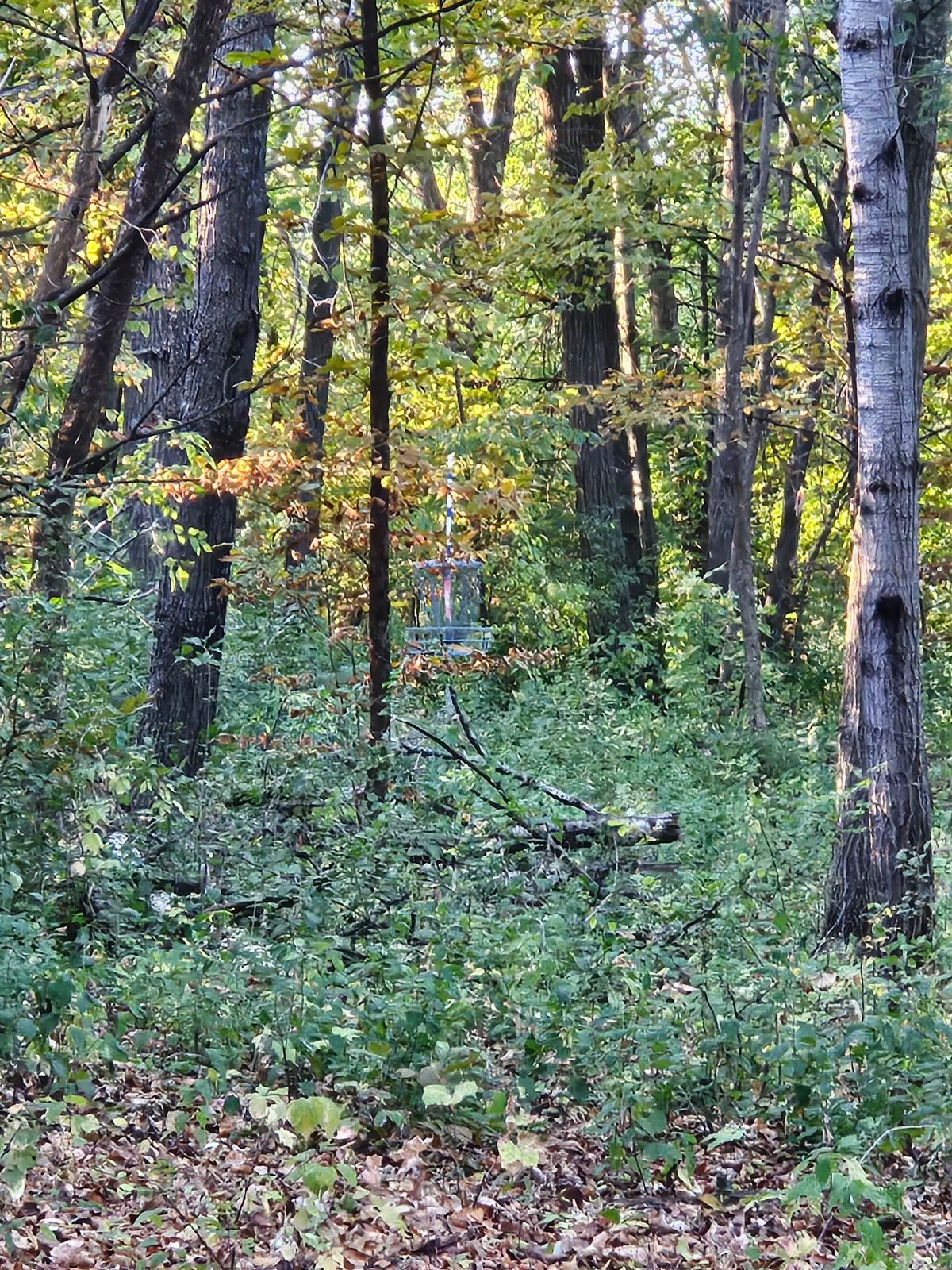 Hole 3 basket
