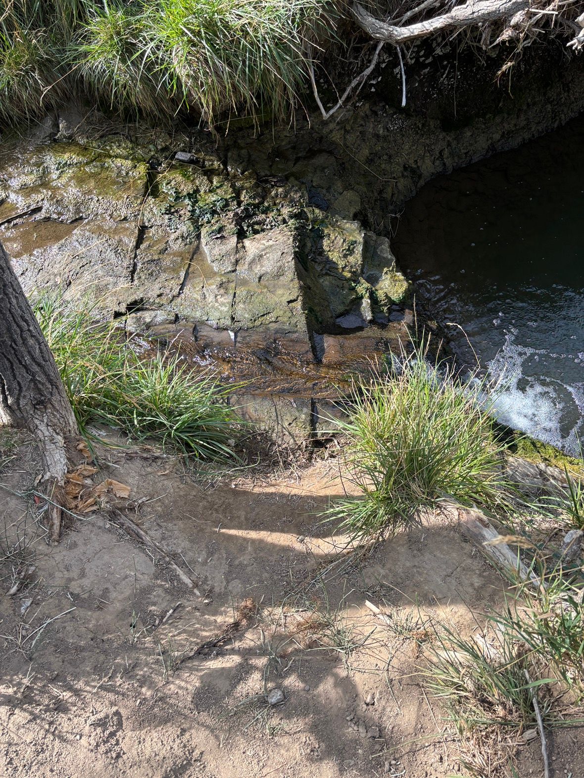 Dry Creek very low 8/7/25, usually much more flow