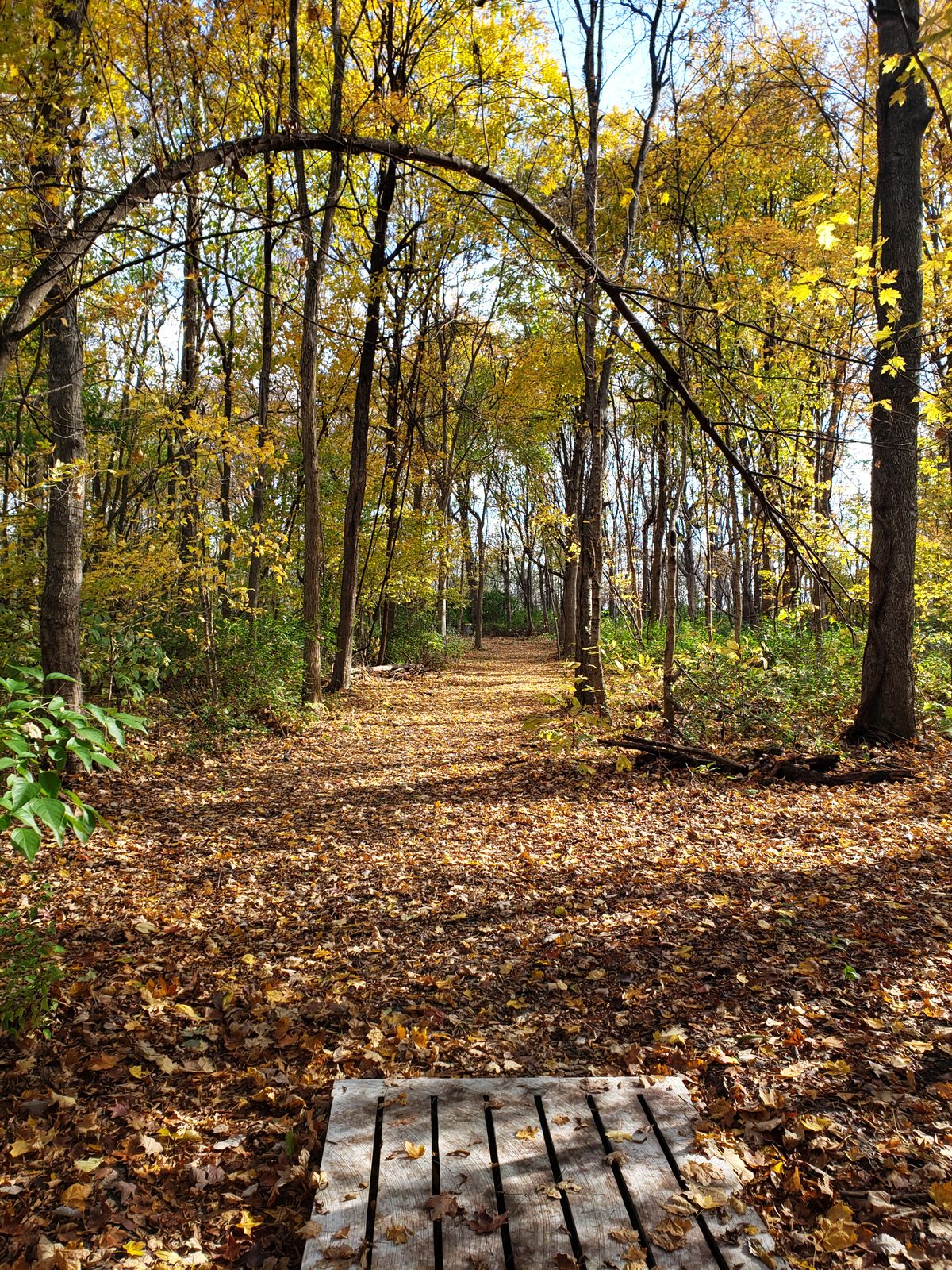 Gold 14 straight under the arch and straight through the woods.
