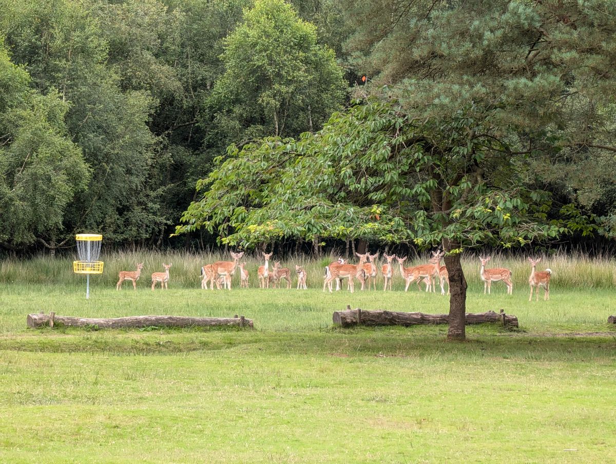 Deer at summer 6 blue tee