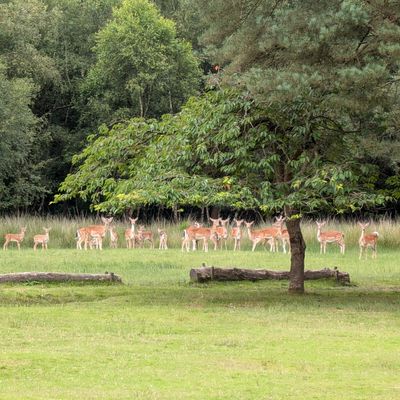 Deer at summer 6 blue tee