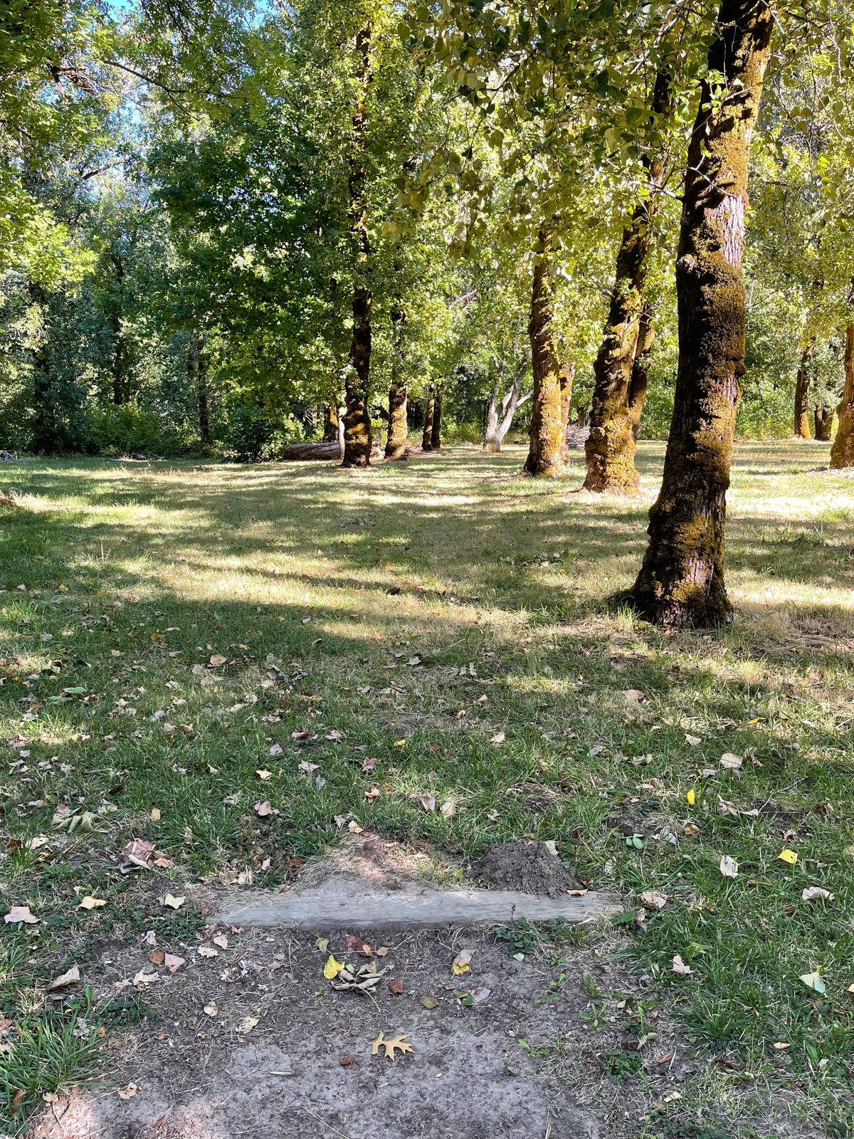 Hole 7 tee