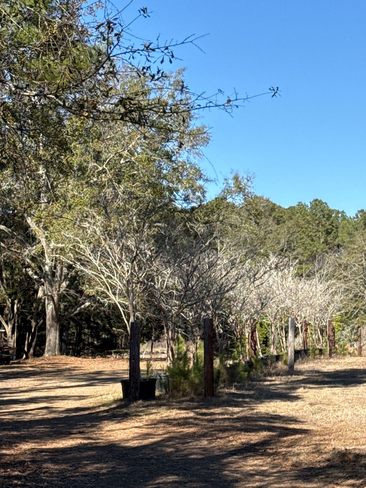 Hole 9 from tee pad. Basket in bottom LH corner