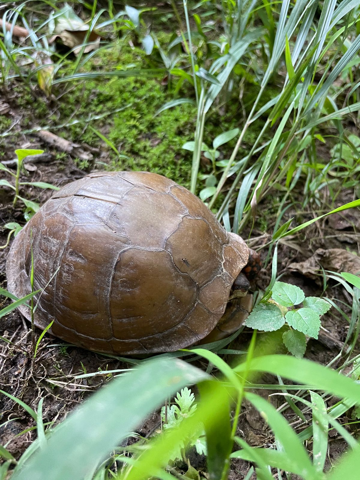 Turtle on 4