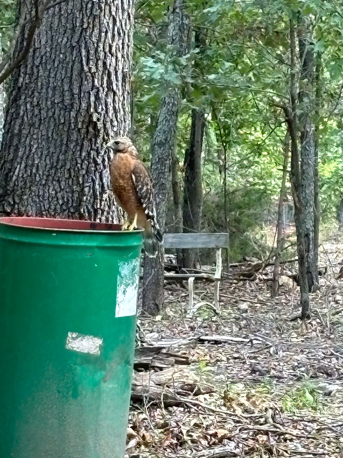 Noble sentry of the McWoods