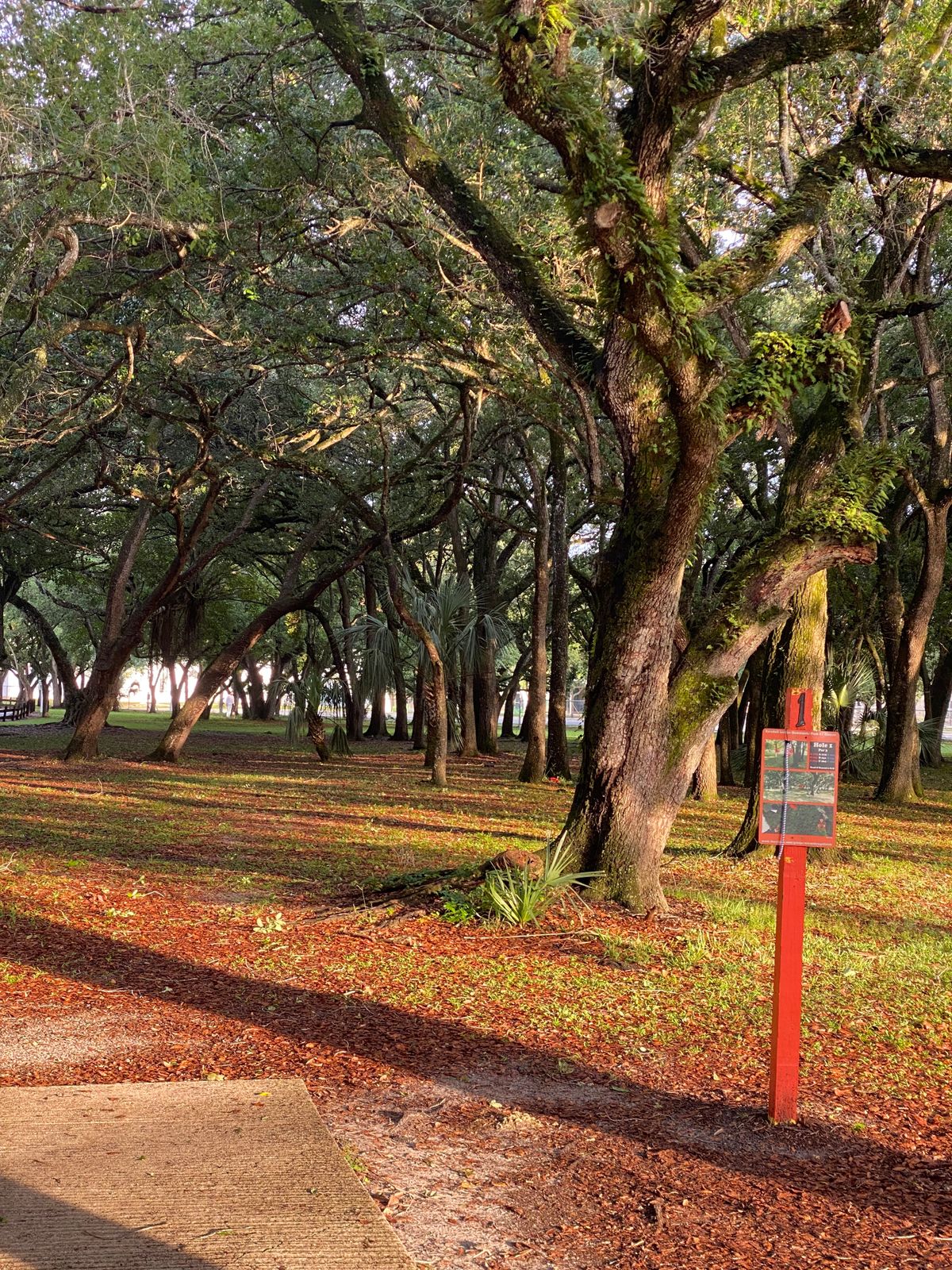 Hole 1 tee pad. Basket straight and up to the right guarded by group of trees
