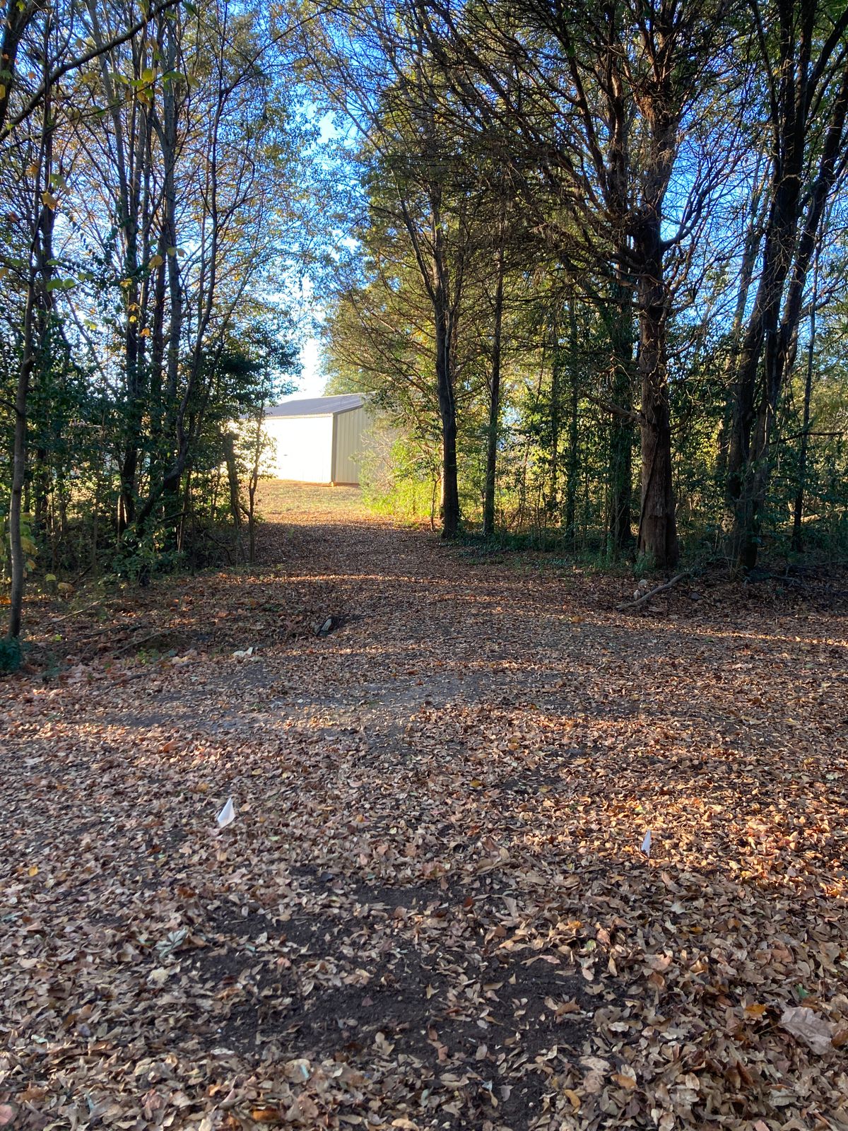 Hole 8. Tricky right to left shot out of the woods