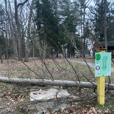 beware- currently can't get even near the tee on 15