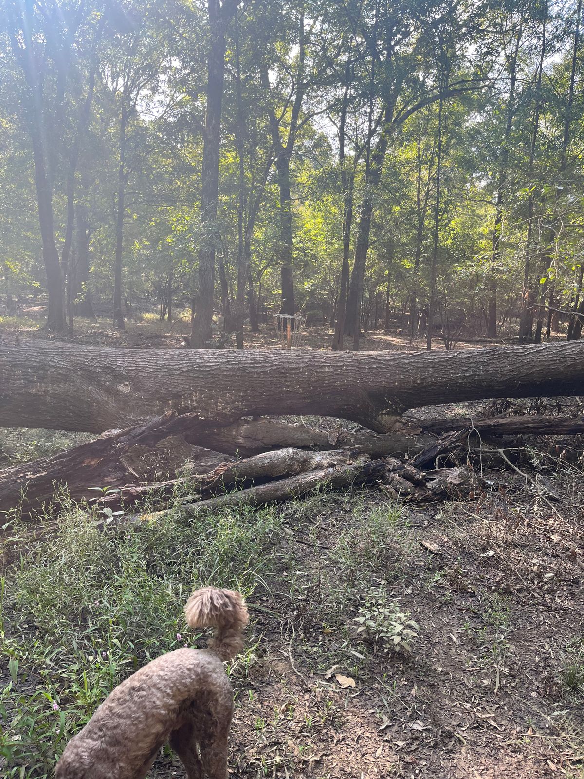 Hole 3
