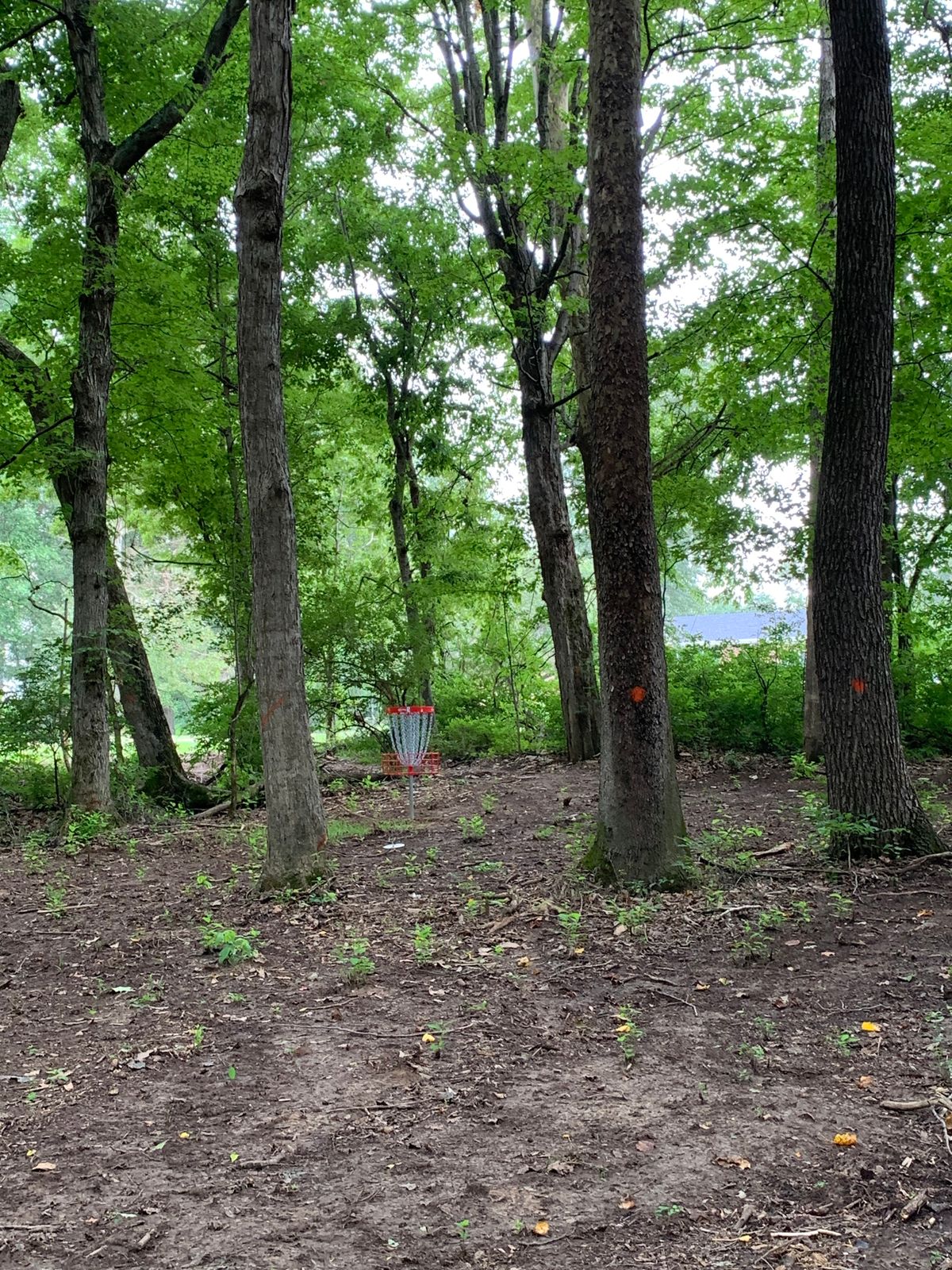 Hole 5 basket.