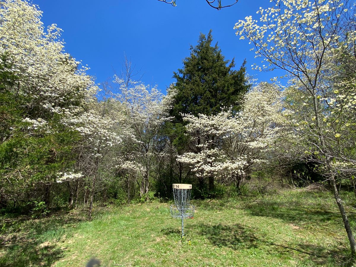 The spring Dogwoods are in bloom on hole 14.
