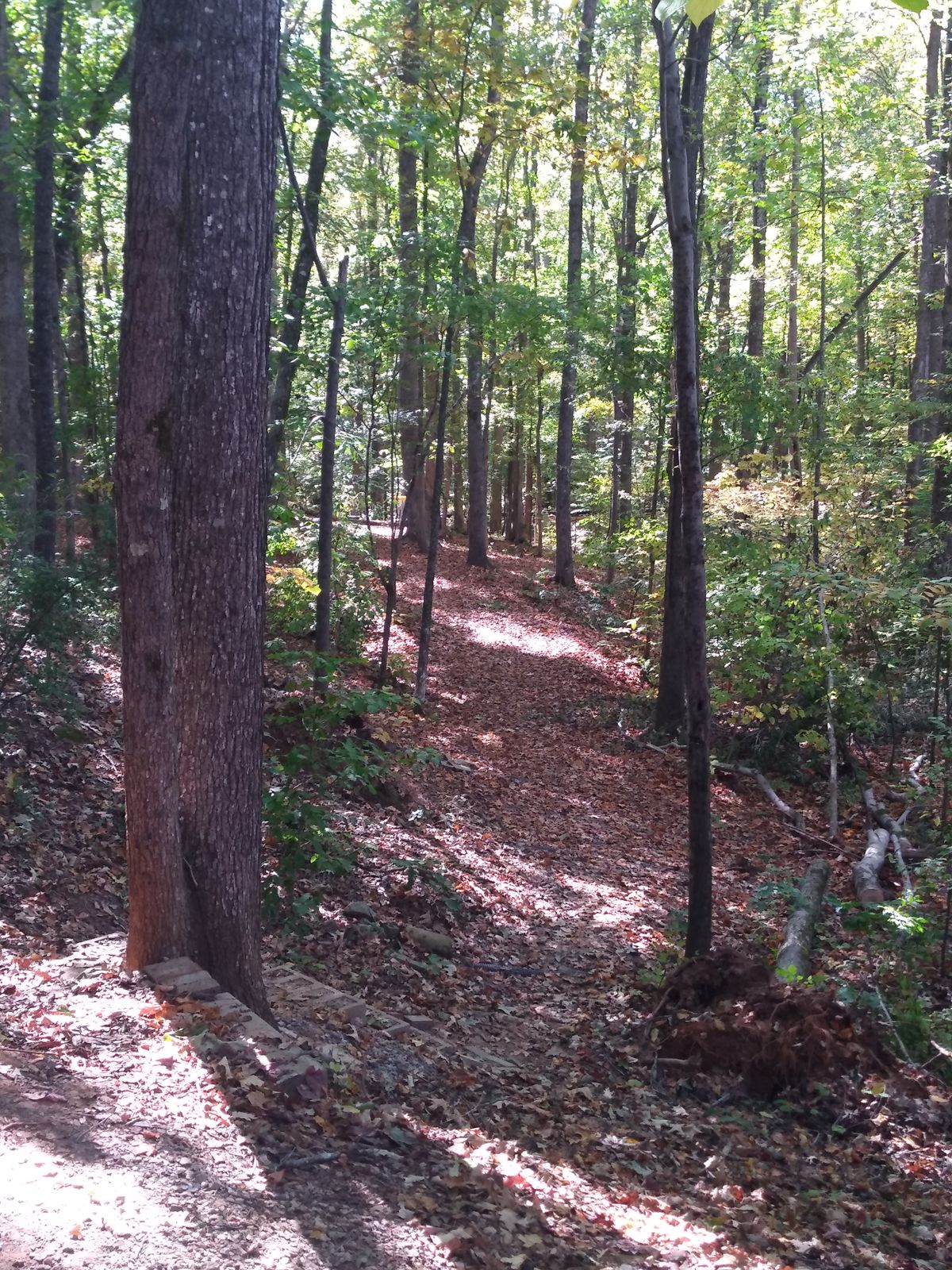 Hole 3 from tee box; basket in the right edge of the furthest sunlit patch.