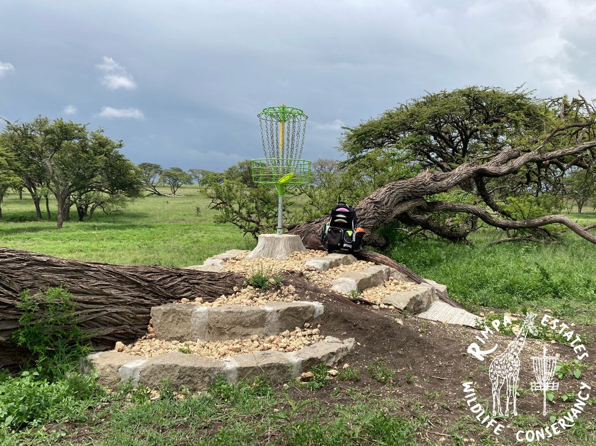 Hole 1, a raised basket between two fallen acacia trees.