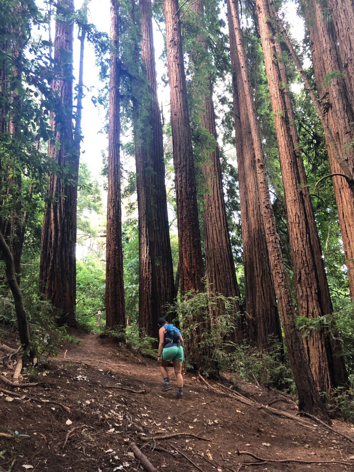 Gorgeous redwoods throughout the course.