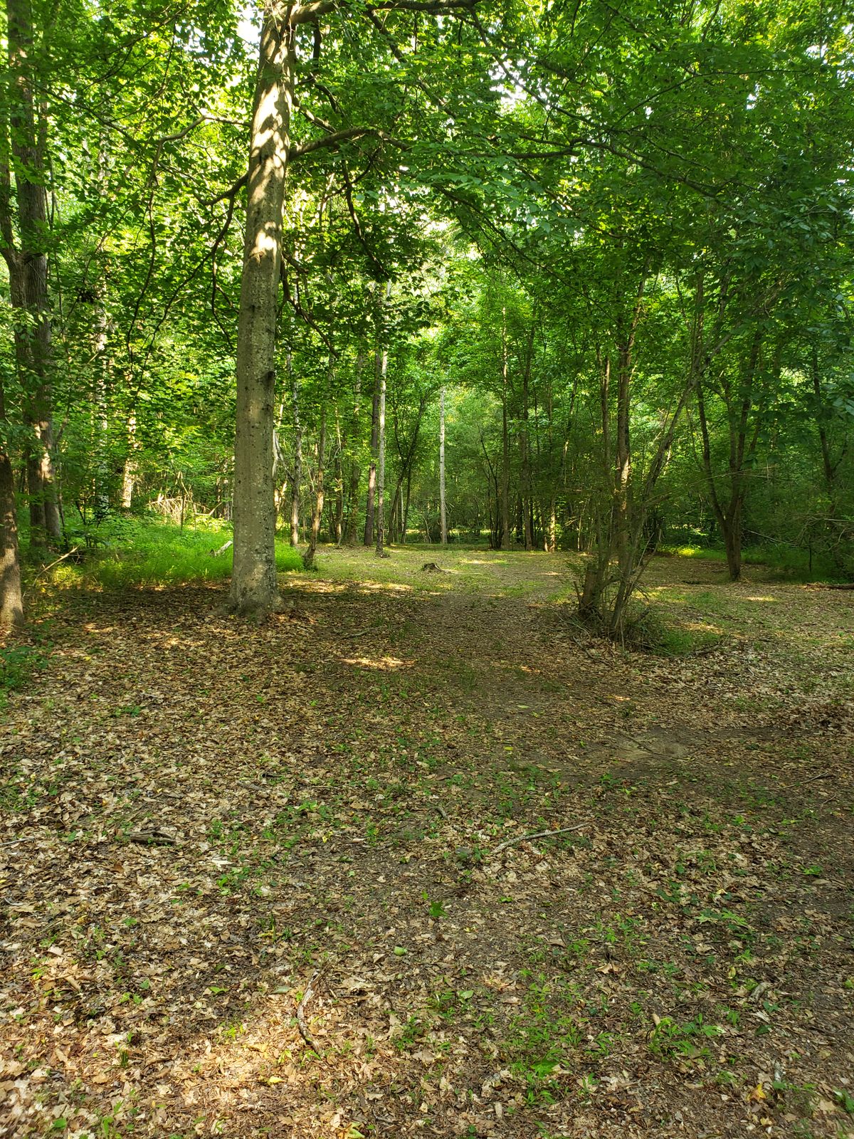 Hole 17 from tee pad. A tunnel shot slightly down hill with a hard dog leg to the left to a raised basket.
