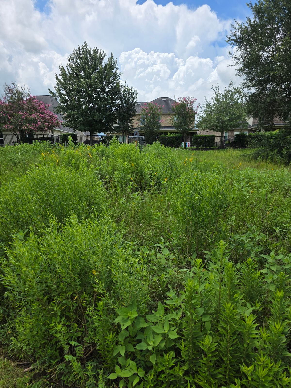 Basket 2 approach is all overgrown.