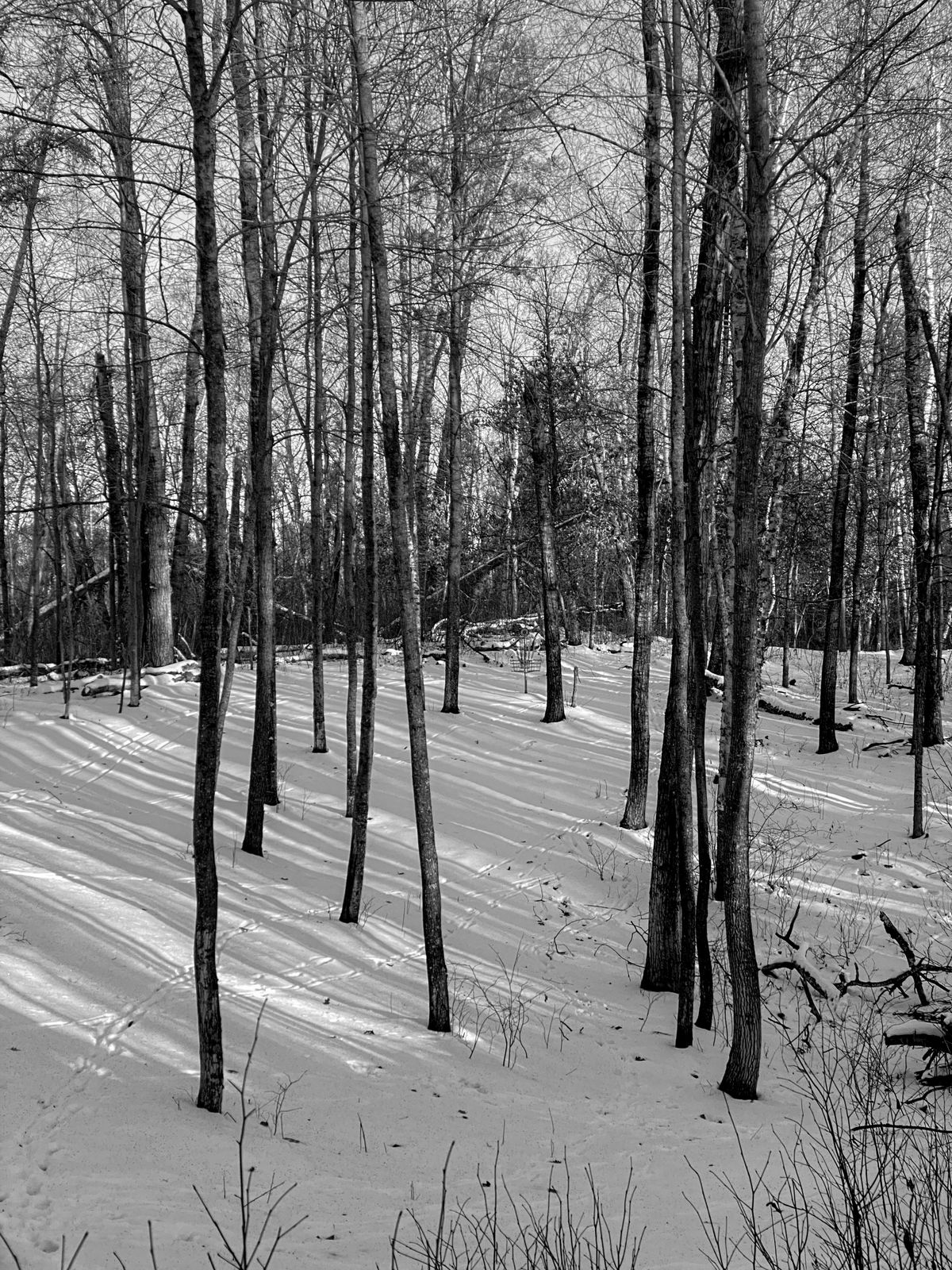B&W Fairway 6
