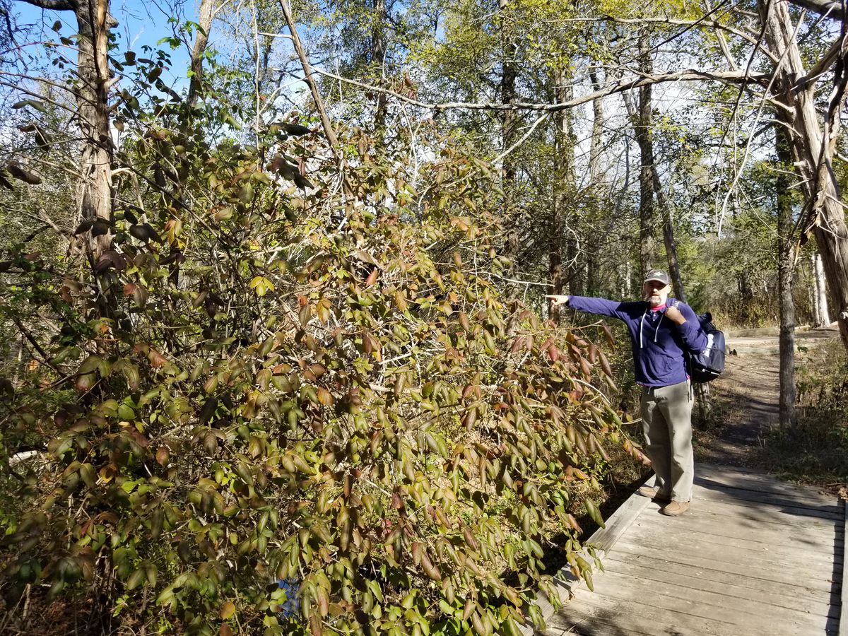 Watch out for some major poison ivy. Here is one of the bigger ones near a bridge you'll be crossing.