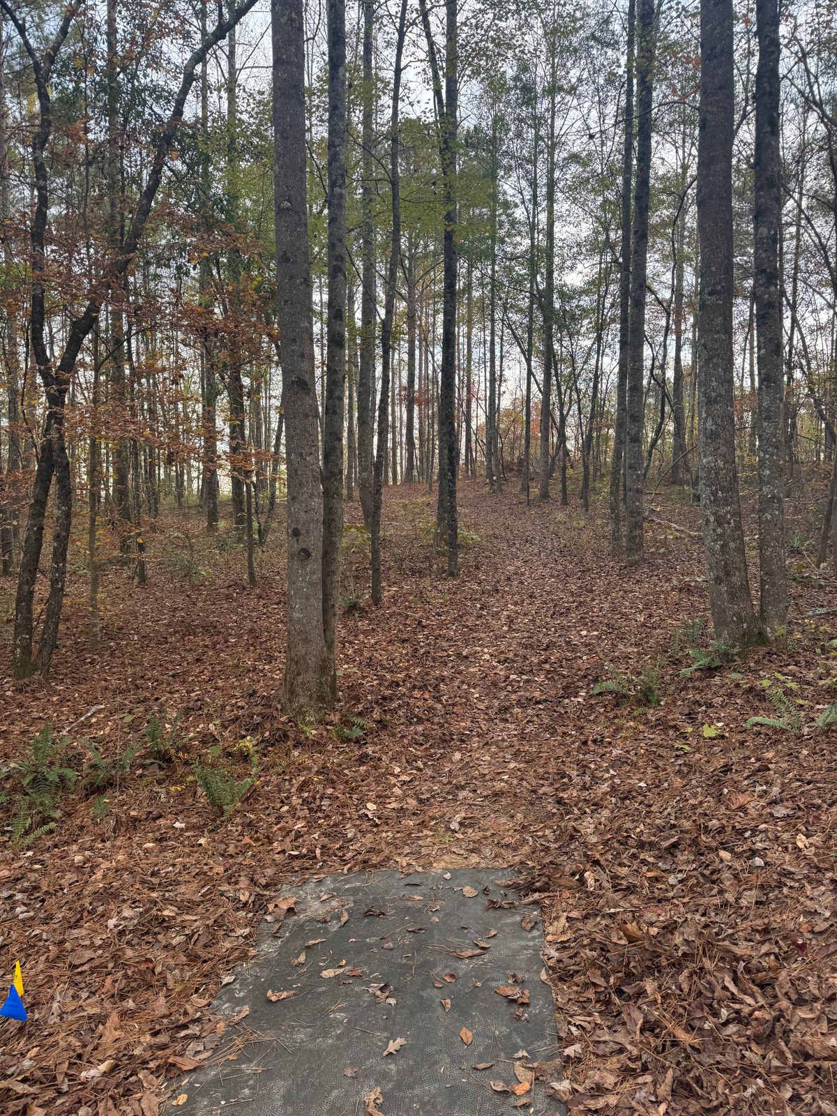 Hole 5 Teepad