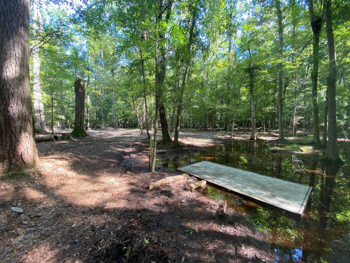 Hole 8 tee (on the edge of the swamp!)