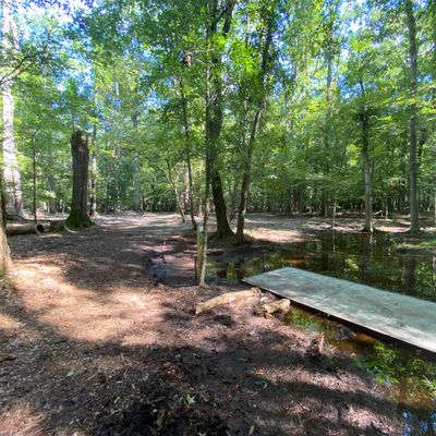 Hole 8 tee (on the edge of the swamp!)