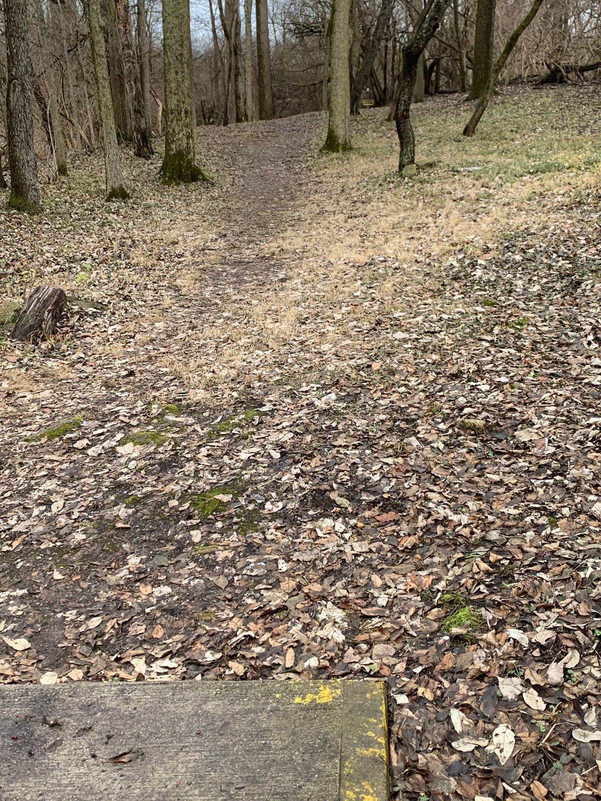 Flat into a small valley that falls to the left and the trees get thicker