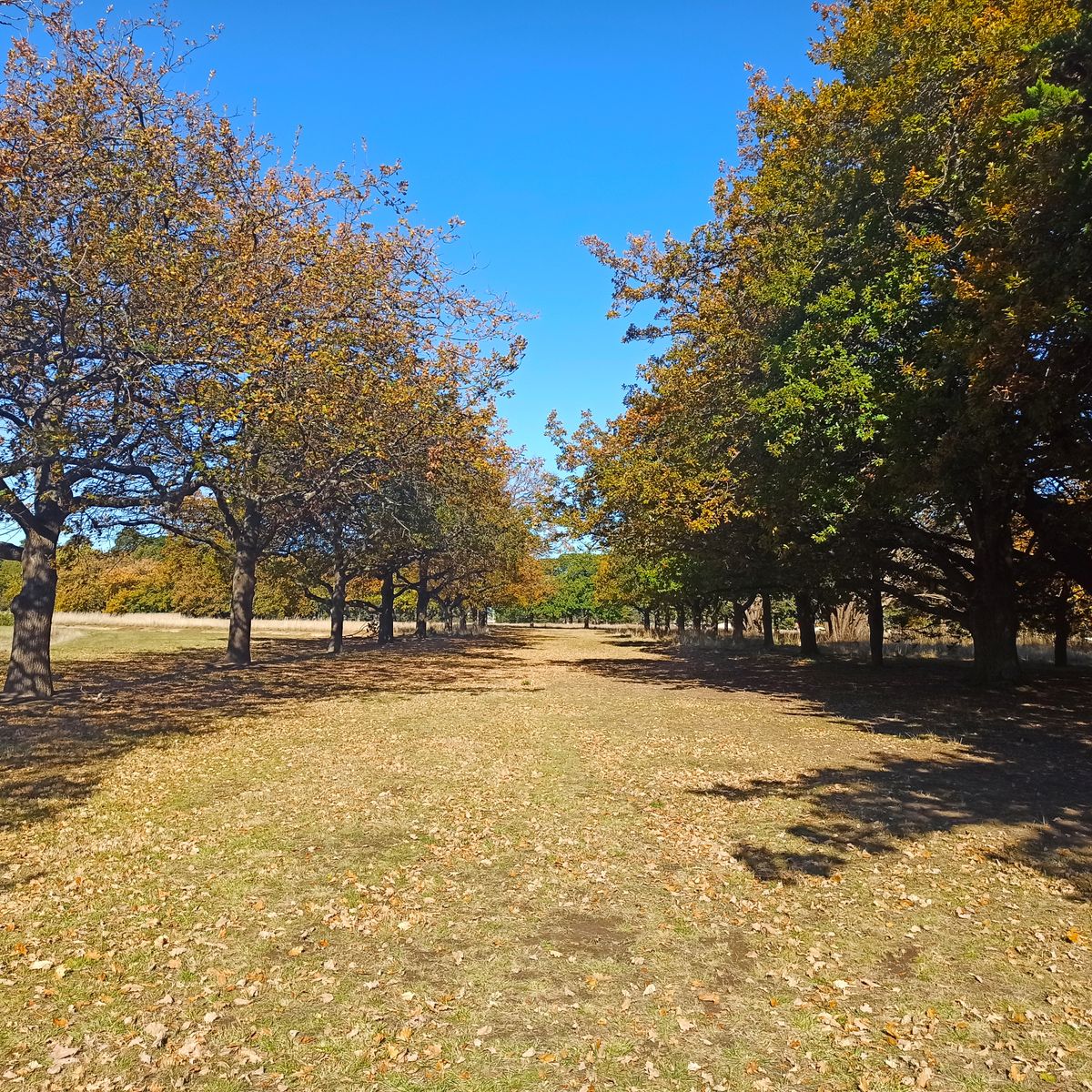 Hole 6- longest hole on the amateur layout with a mandatory.