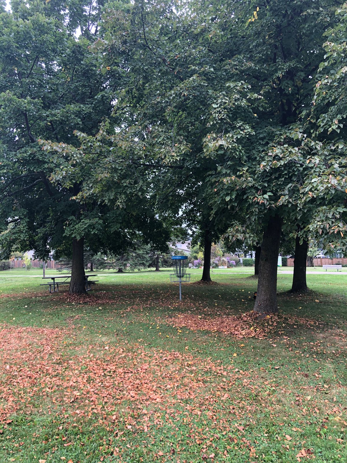 Approach to hole 4. Low hanging branches here.
