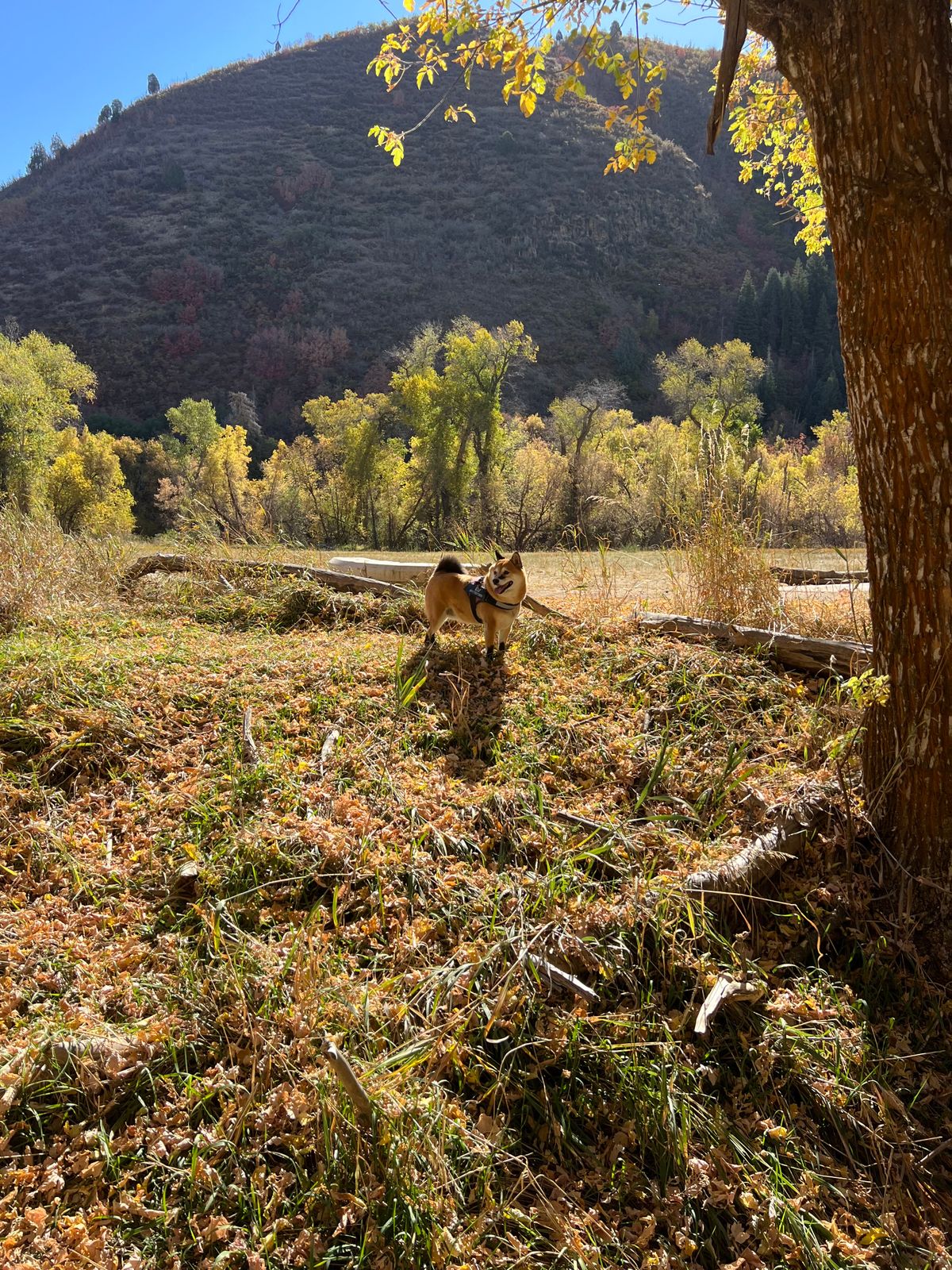 Disc golf Shiba, Jolly’s Ranch UT.