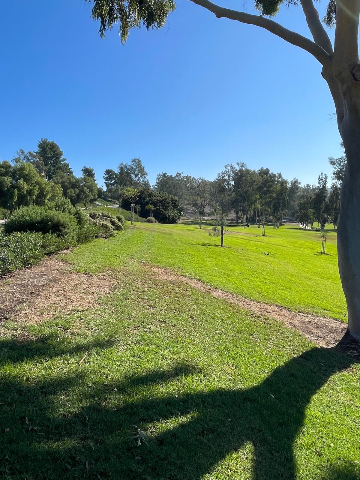 Hole 2 tee pad.
Must pass left of mando tree - first big tree about 300’
away on righthand side.