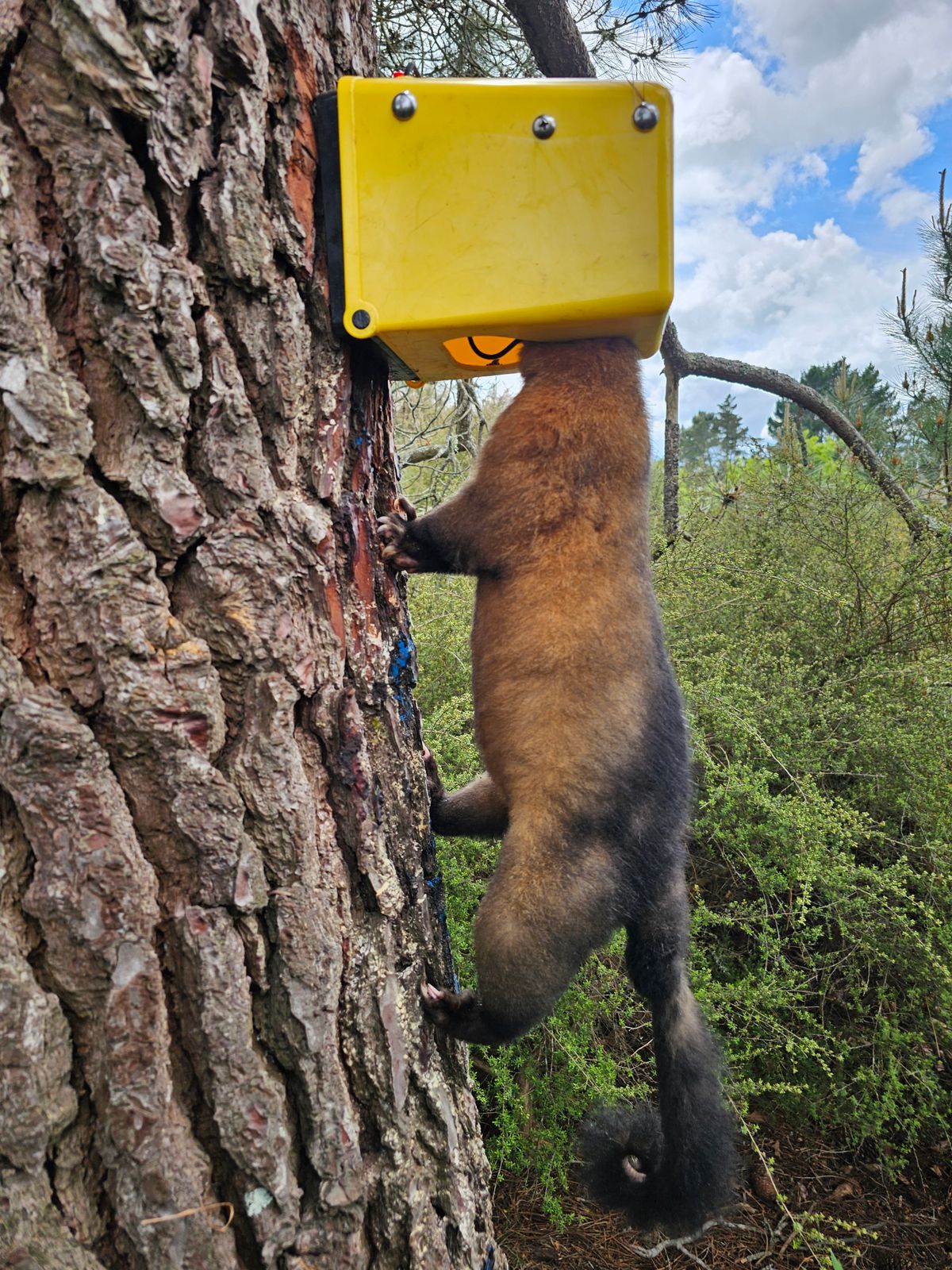 The Taupō Disc Golf club members help manage 2 trapping lines at Spa Park. The goal is to ensure native vegetation and bird life thrives for future generations of disc golfers to enjoy!