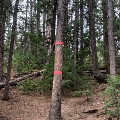 Typical target tree