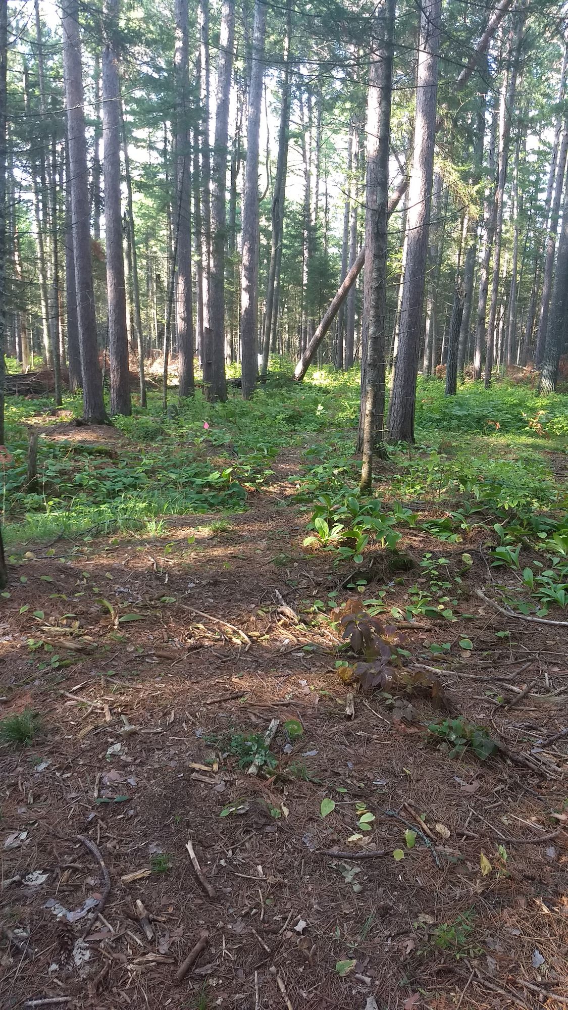 Hole 8