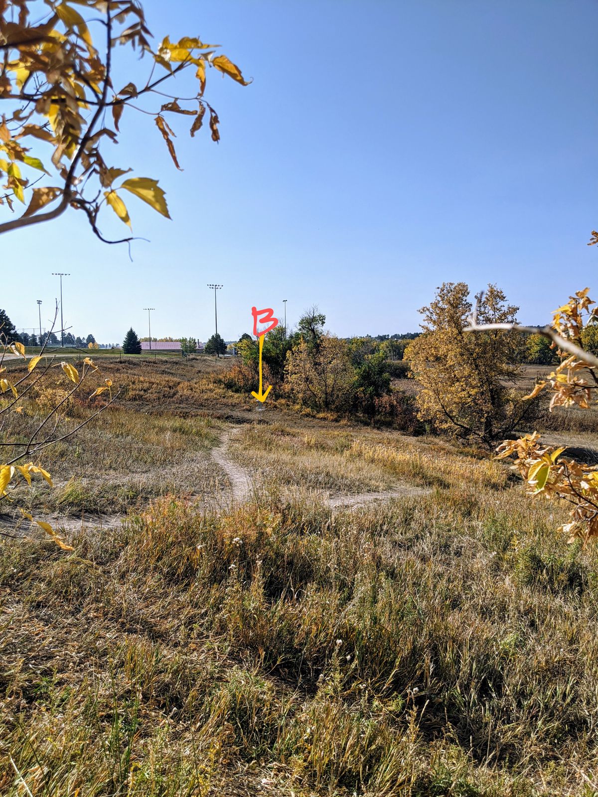 Yellow pin placement. View from between the two large bushes off the tee.