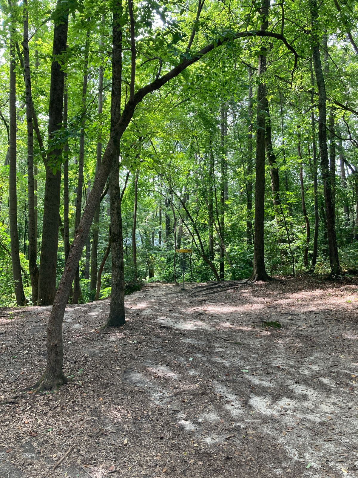 Hole 17 - basket - large drop offs behind and left of basket.