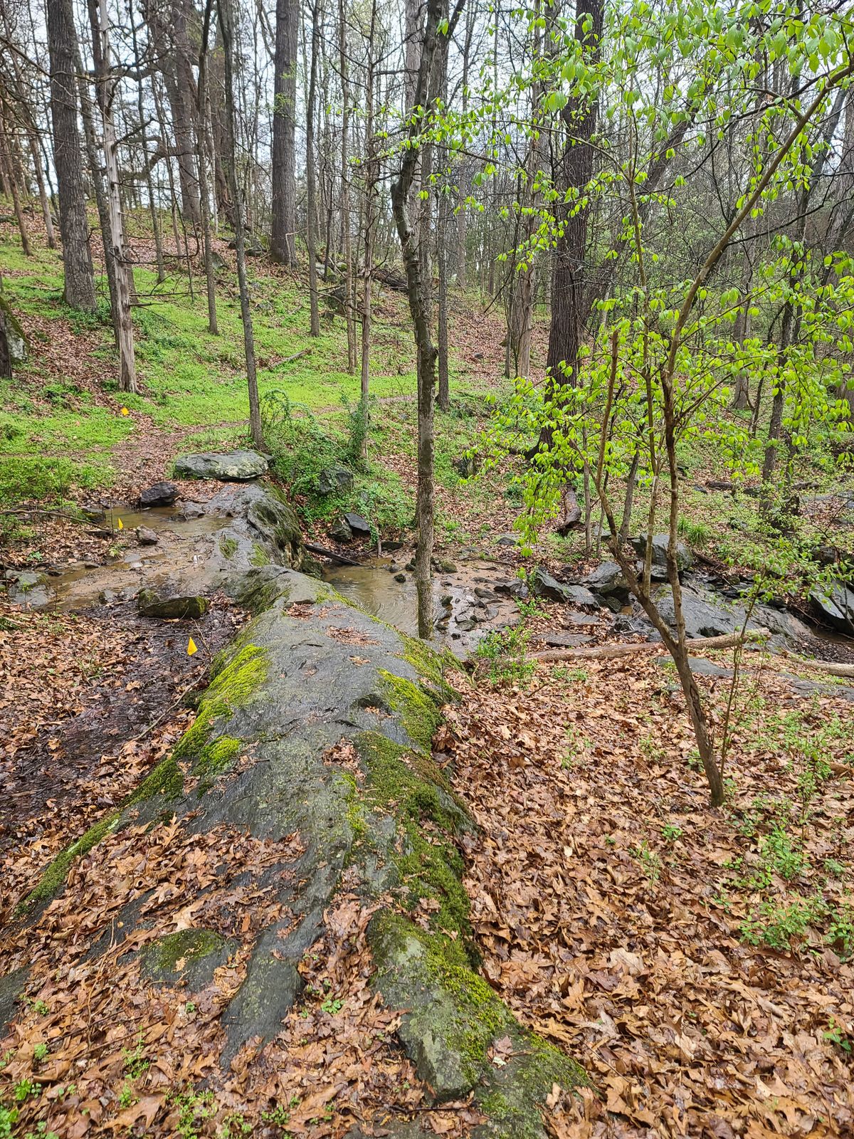 Path leading up to 13s basket