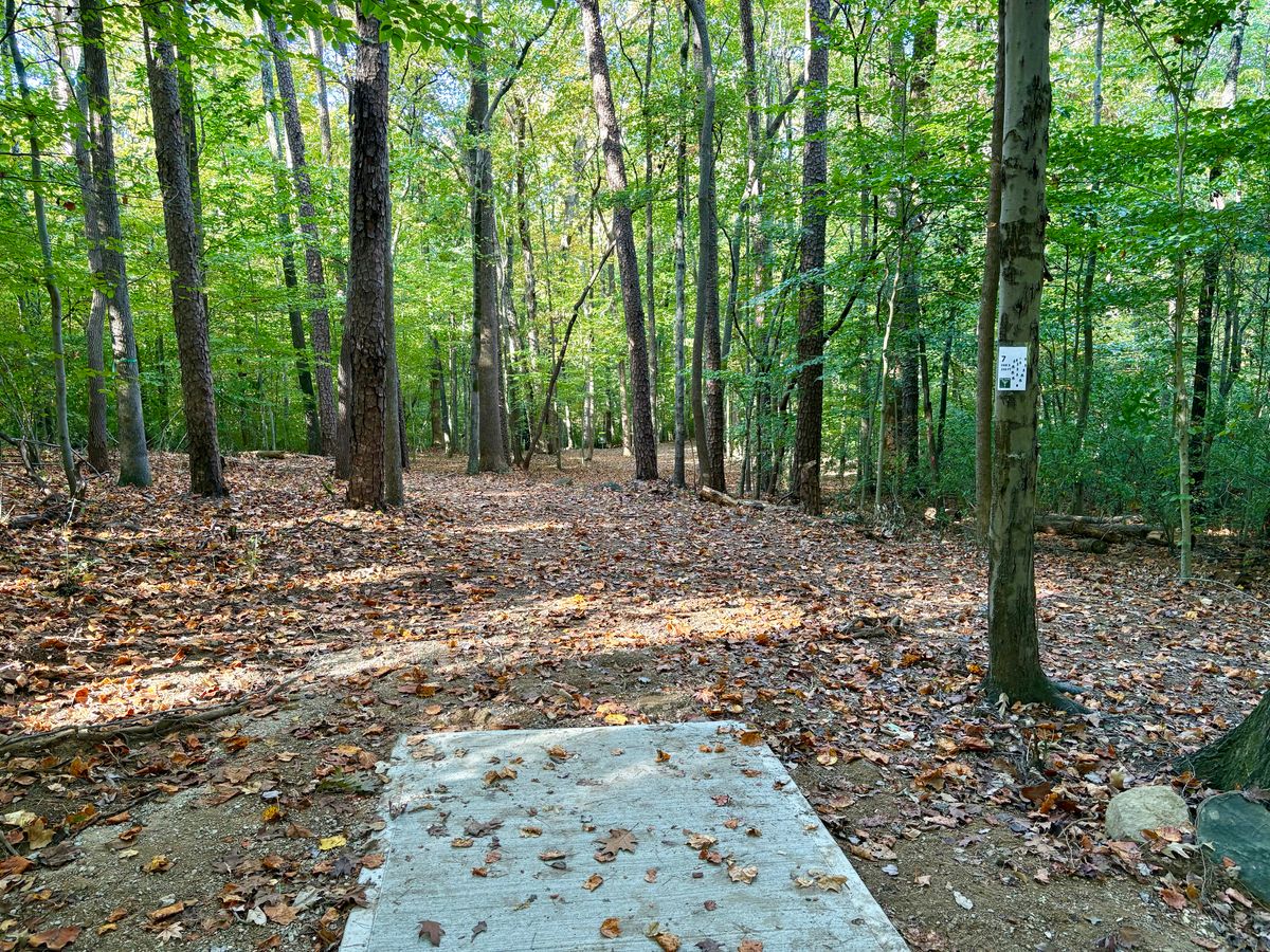 Hole 7 tee