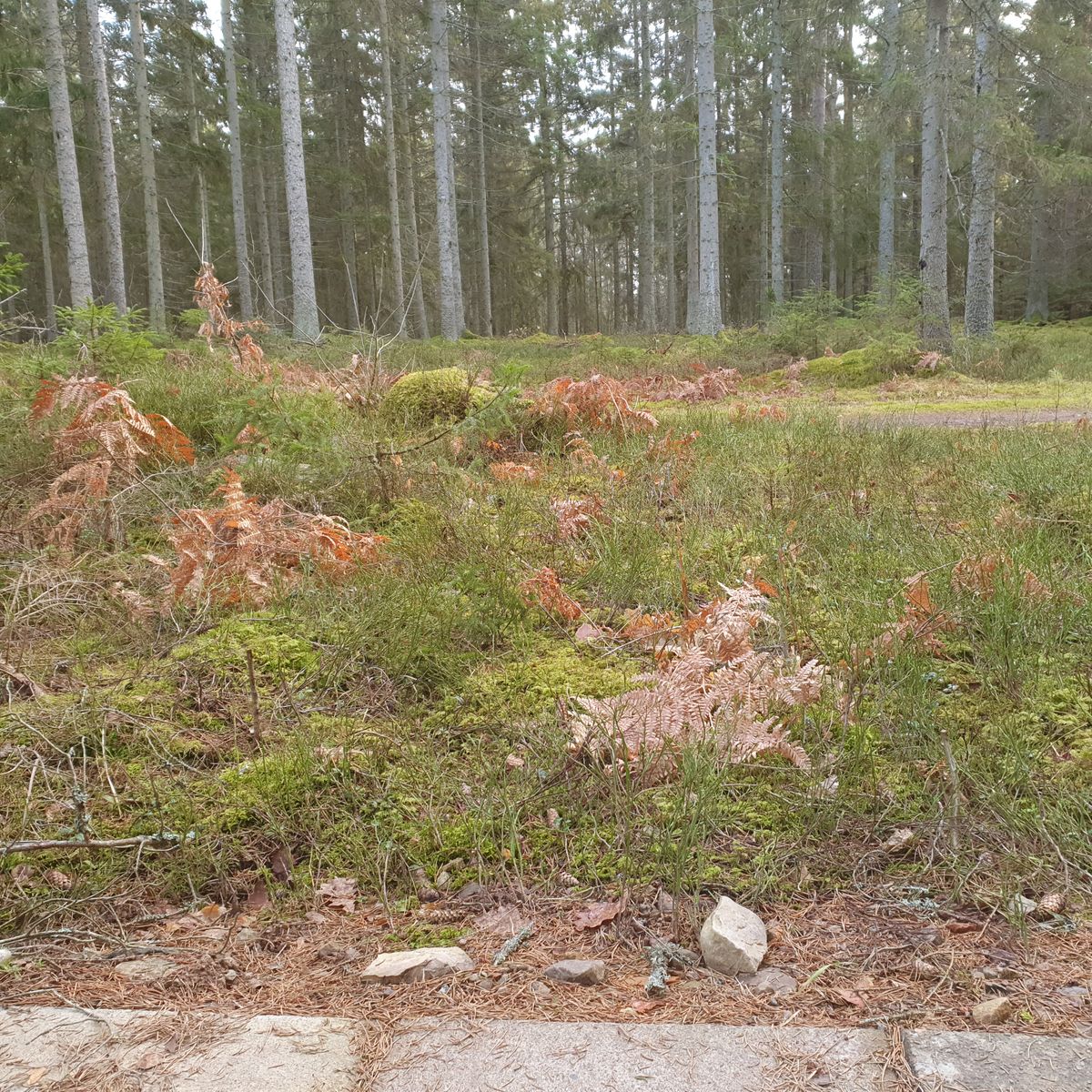 Hole 5, hidden basket