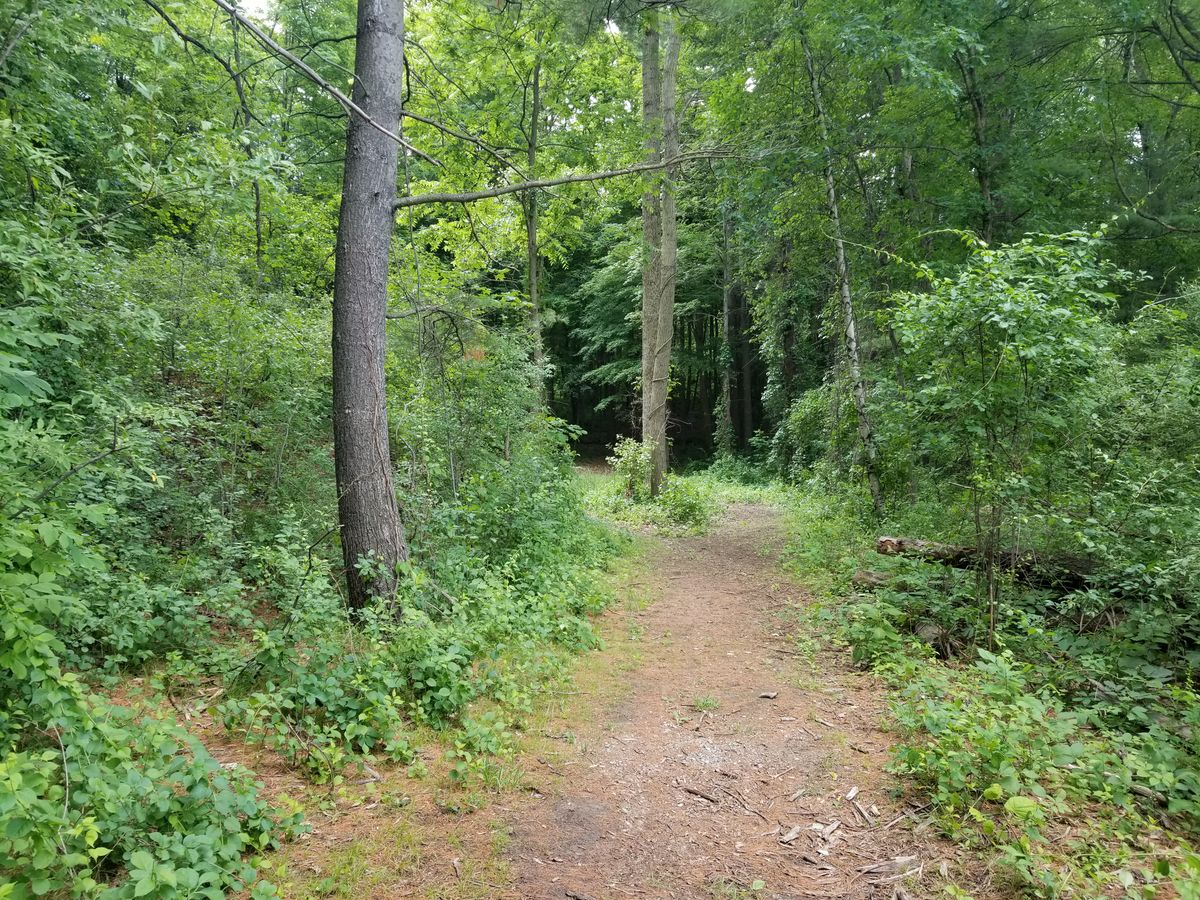 #16 fairway
