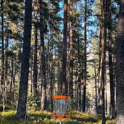 Tørt og fint skogsterreng med passeleg avstand mellom trea.