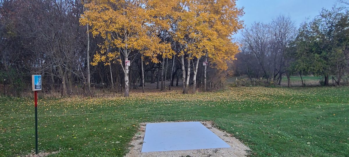 Birch trees on 6