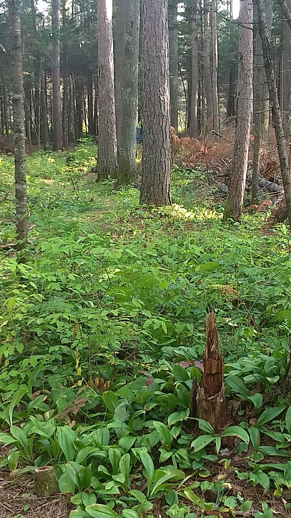 Hole 7