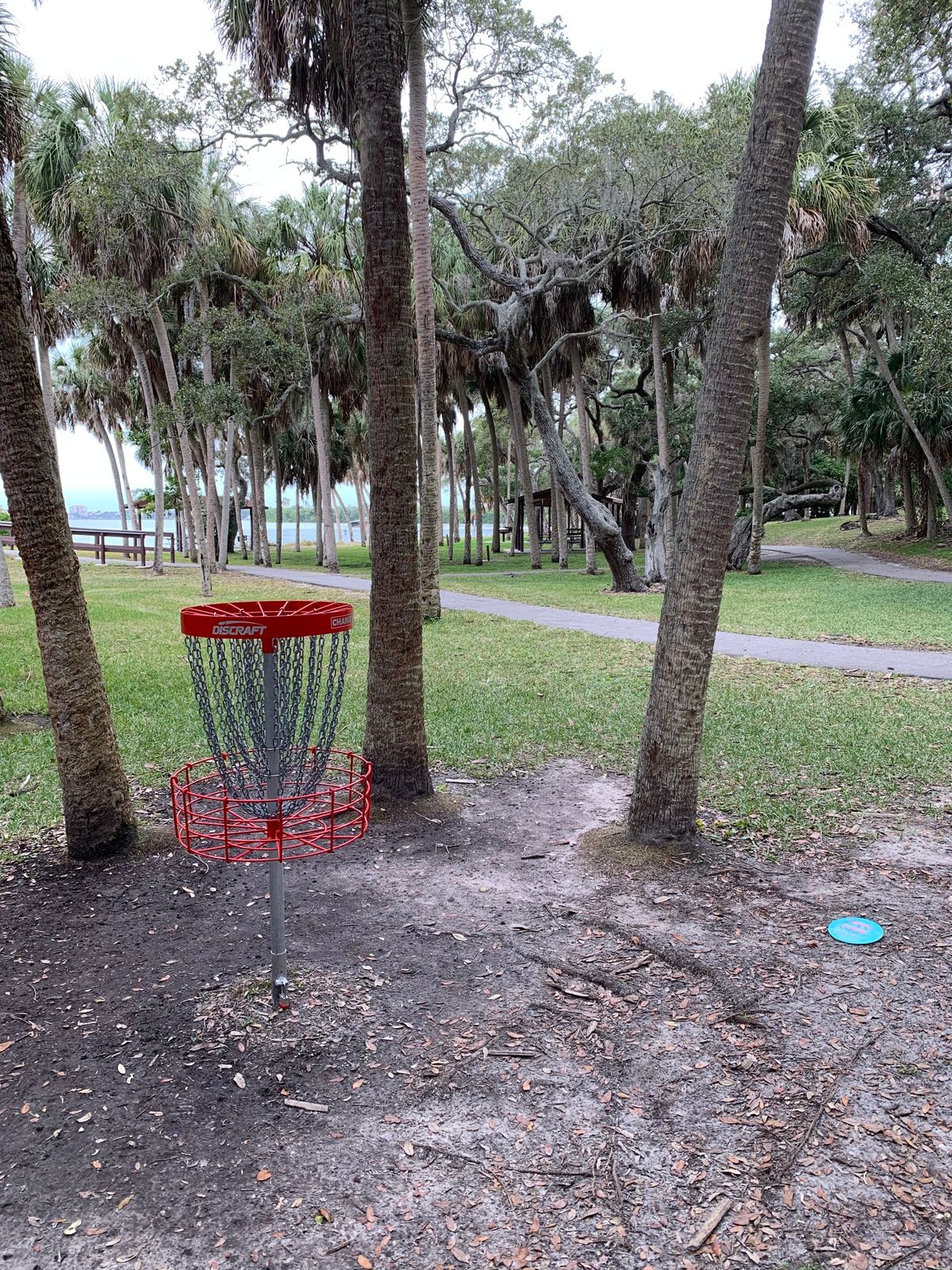 Drive on hole 18. Missed about every tree imaginable! Birdie