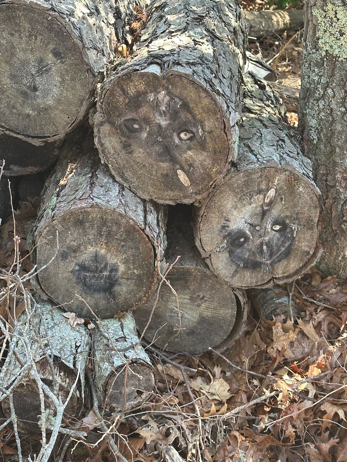 The logs are alive!!