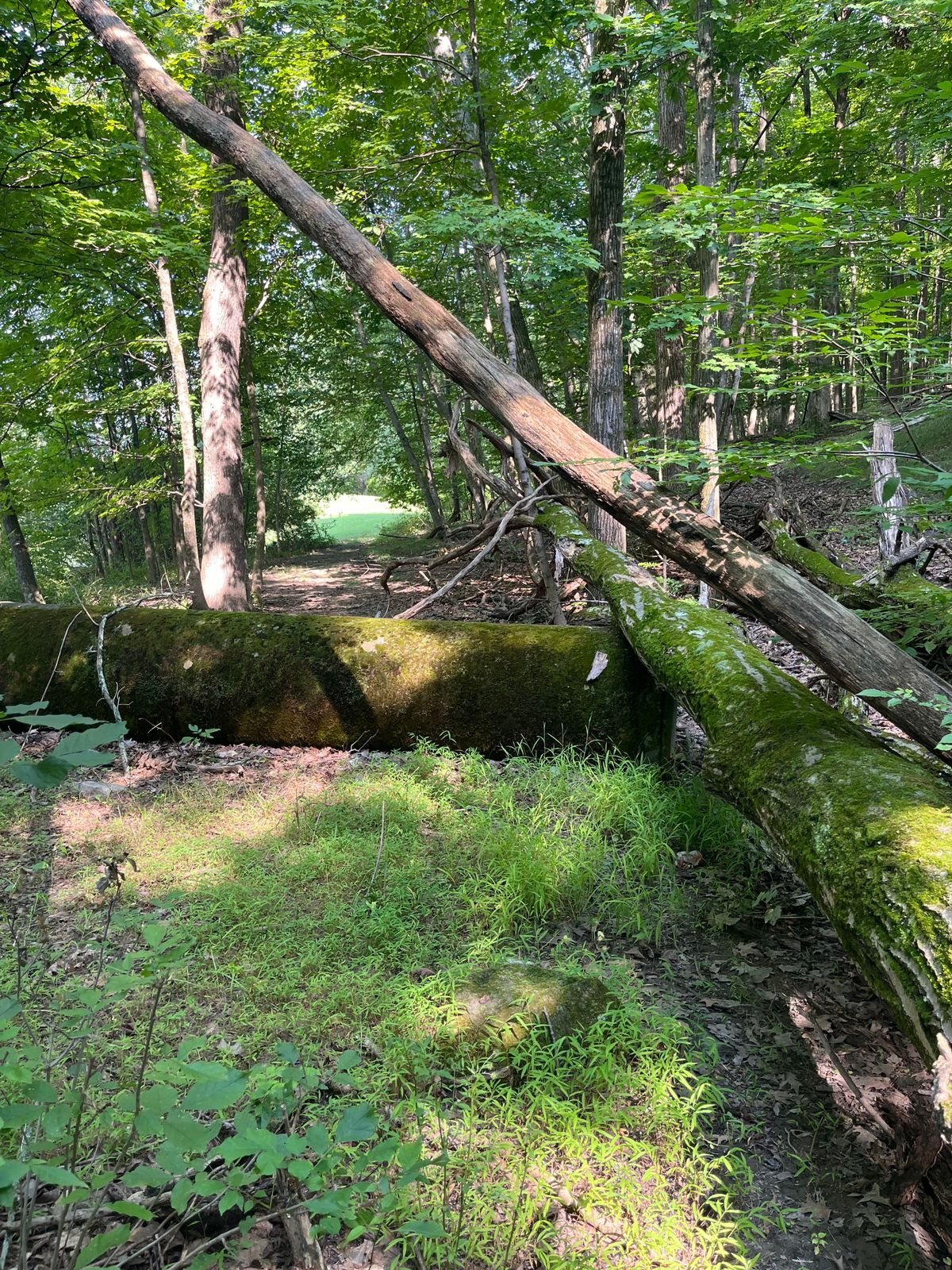Hole 8 Tunnel
