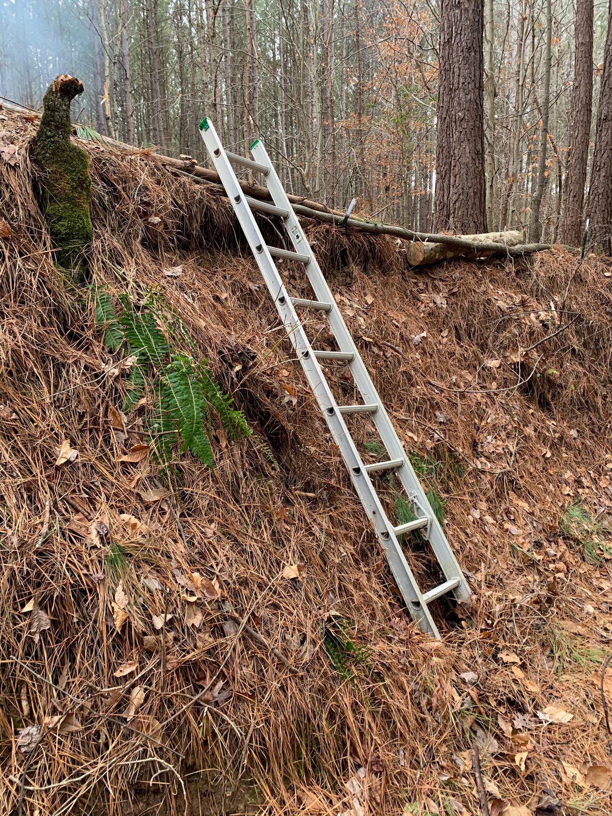 Ladder out of gullie