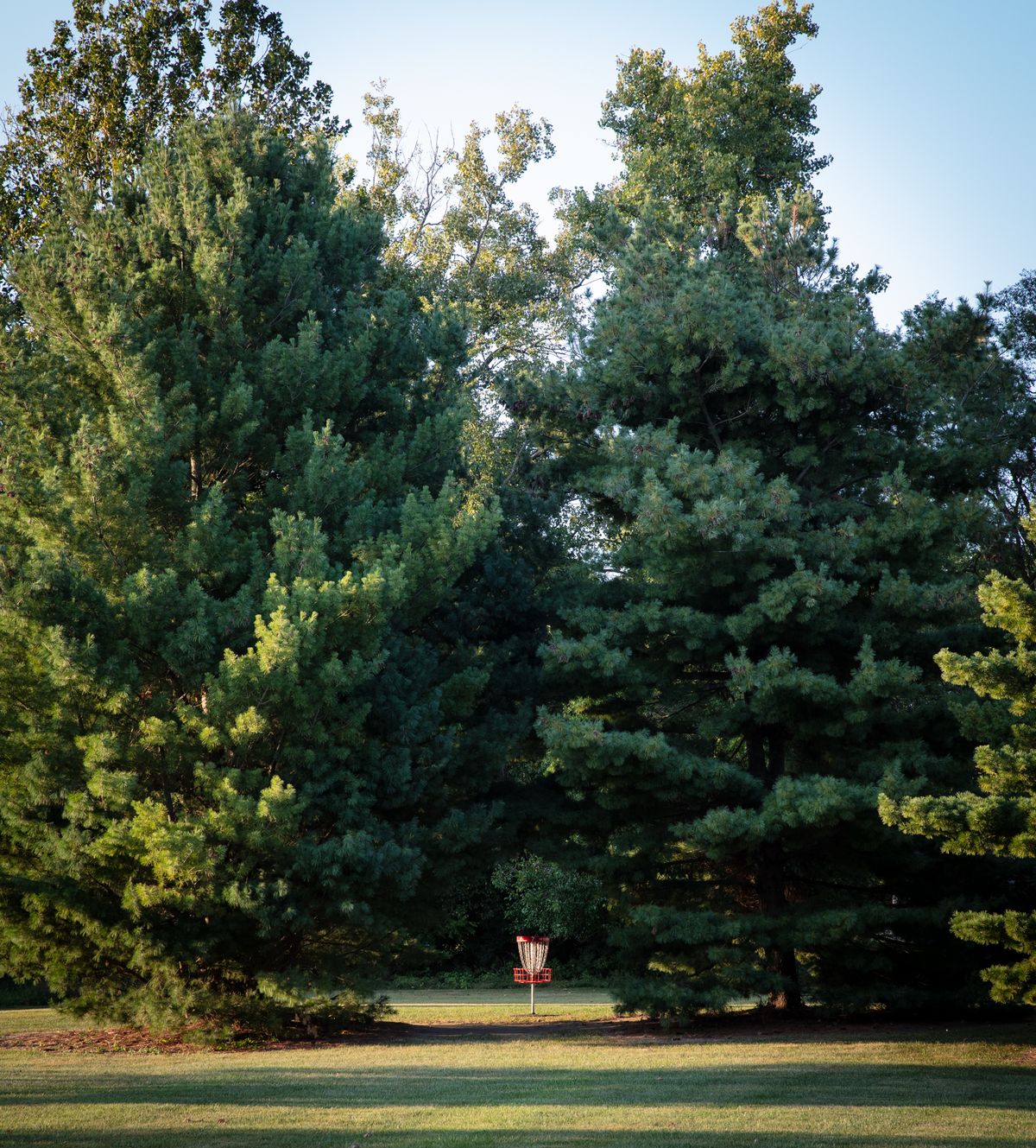 Basket 7. Approach through the pines.