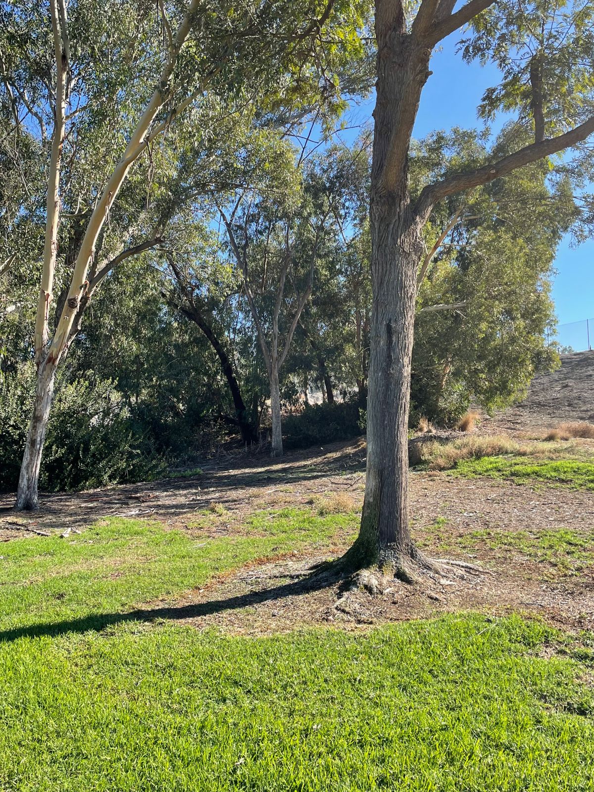 Hole 5 mando tree with target tree in background. 
Must pass to left of mando tree.